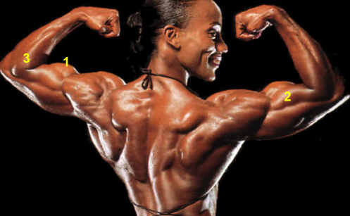 <p>What is the muscle indicated by the yellow 1?</p>