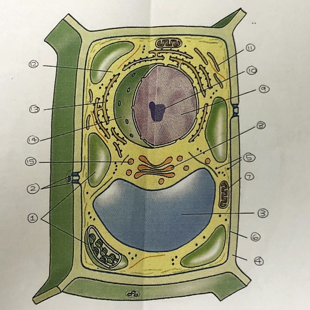 <p>State all the components of a plant cell</p>