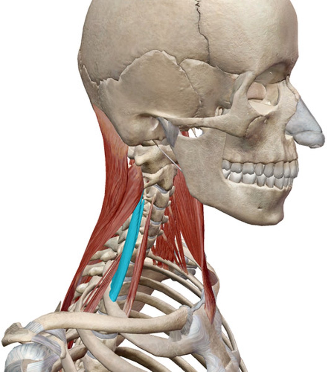 <p>What muscles is this?</p>