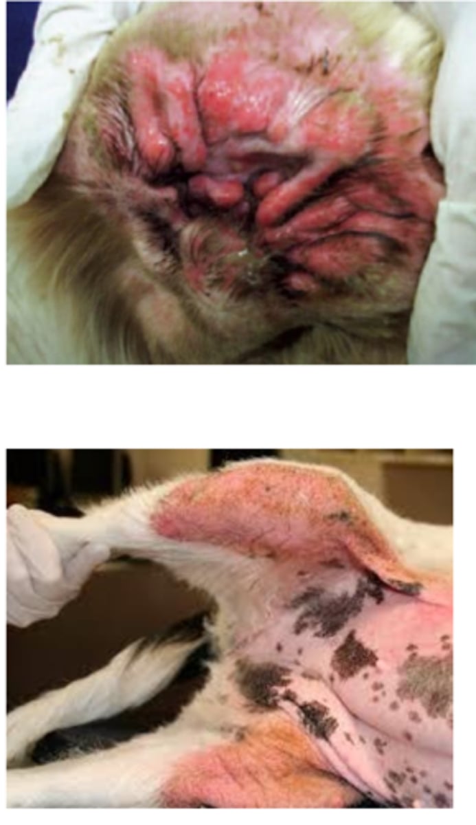 <p>these clinical signs are common of what yeast infection?</p>