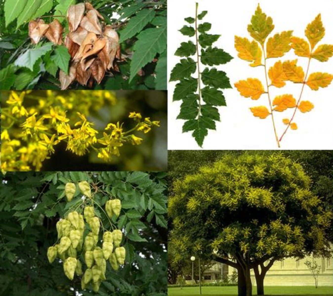 <p>1'. Angiosperms</p><p>----------------</p><p>10. Leaves compound</p><p>----------------</p><p>11'. Leaves pinnately compound</p><p>----------------</p><p>13'. Leaves once-pinnately compound</p><p>----------------</p><p>17'. Leaves alternate</p><p>----------------</p><p>18'. Nodes lacking spines</p><p>----------------</p><p>19'. Leaves generally more than 9 inches long</p><p>----------------</p><p>21'. Leaflet &lt; 17, not drooping noticeably</p><p>----------------</p><p>22'. Leaflets with irregular serrations or lobes on leaflets, some leaves may be partially bipinnate; papery triangular fruits are often seen hanging in clusters</p>