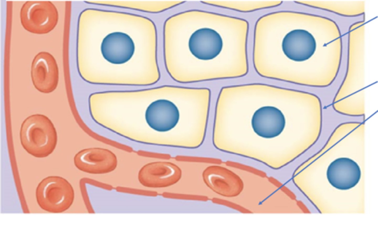 <p>What two components that are apart of the ECF? </p>