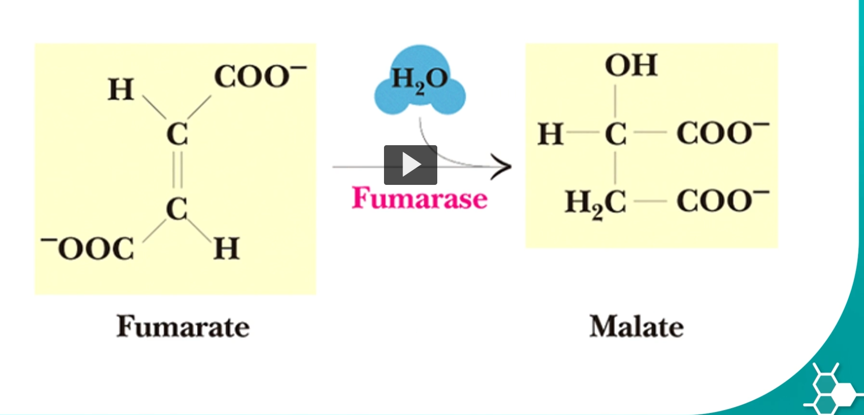<p>step 7 will convert fumarate into malate, by using fumarase enzyme</p><p>this hydration reaction can be a reversible reaction. the malate is known as the L-malate.</p><p><strong>Malate</strong> comes from <strong>malic acid</strong>.</p><ul><li><p>Latin <strong>malum</strong> = <strong>apple</strong></p></li></ul><p>Malic acid was first found in <strong>apple juice</strong>.</p><p>Suffix <strong>-ate</strong></p><p>the ionized form of malic acid.</p><p>Malate is a <strong>4-carbon molecule</strong> with a <strong>hydroxyl group (-OH)</strong>.</p><p>Structure conceptually:</p><p>HOOC–CH₂–CHOH–COO⁻</p><div data-type="horizontalRule"><hr></div><p>Use Malate continues into the <strong>final step of the Krebs cycle</strong>, where it will be oxidized to:</p><p><span>Oxaloacetate</span></p><p>producing <strong>NADH</strong>.</p><p>The enzyme <strong>fumarase adds water in a very specific orientation</strong>.</p><p>This produces only the <strong>L-isomer</strong> of malate.</p><p>Etymology:</p><p><strong>L</strong></p><p>refers to <strong>Levo configuration</strong>, describing the spatial orientation of the molecule.</p><p>Only <strong>L-malate</strong> can be used in the next Krebs cycle reaction.</p><p><u>What actually happens in the reaction </u></p><p>The double bond in fumarate is broken.</p><p>Water adds across the bond:</p><ul><li><p><strong>OH group</strong> attaches to one carbon</p></li><li><p><strong>H attaches to the other carbon</strong></p></li></ul><p>Result: <span>Fumarate+H2O→L-malate</span></p><p><u>Putting the puzzle together </u></p><p>Step-by-step:</p><ol><li><p><strong>Fumarate</strong> has a carbon-carbon double bond.</p></li><li><p><strong>Fumarase adds water</strong> across that double bond.</p></li><li><p>The double bond becomes a <strong>single bond</strong>.</p></li><li><p>A <strong>hydroxyl group forms</strong>, producing <strong>L-malate</strong>.</p></li></ol><p></p>