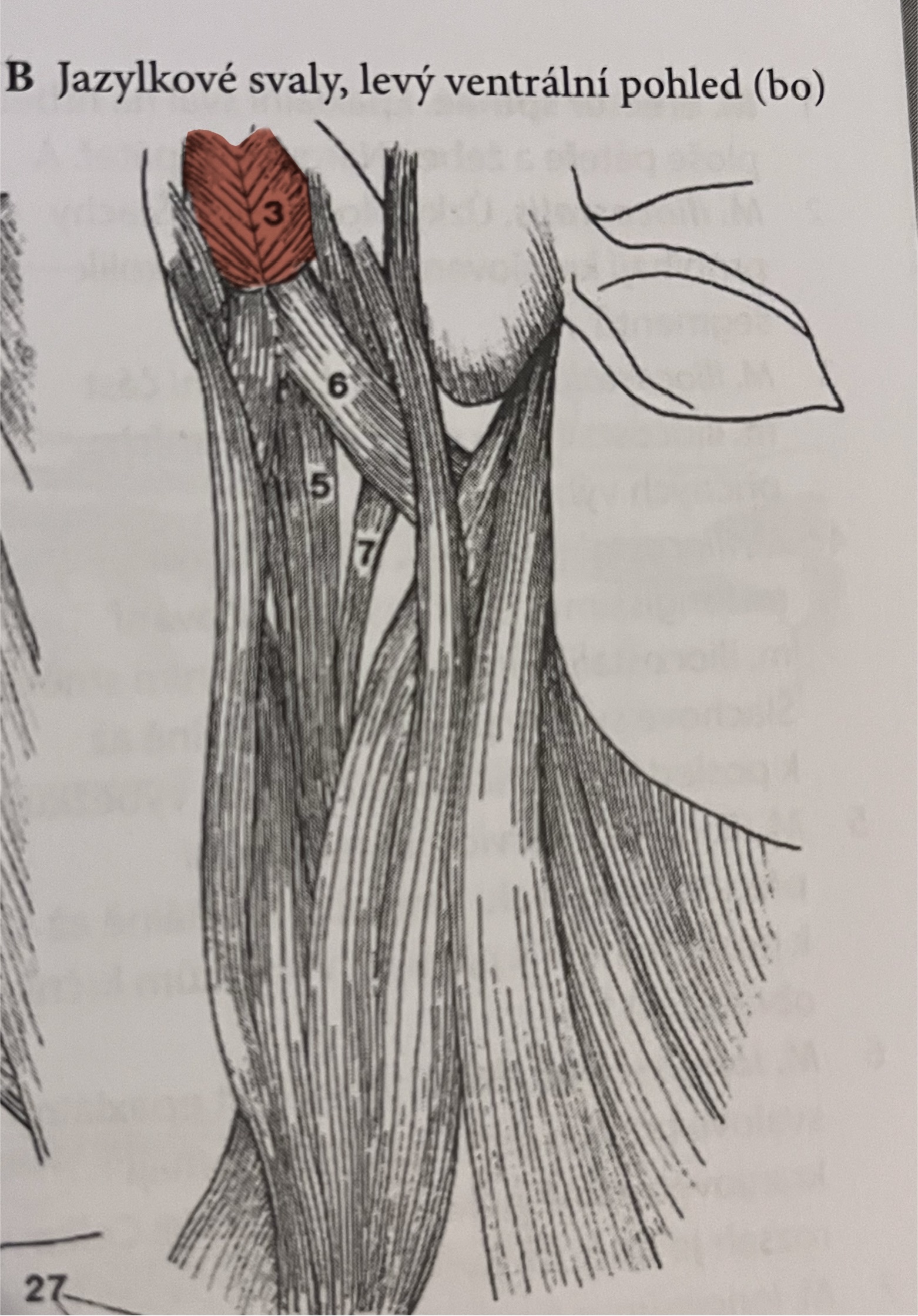 <p>odstup:</p><p>pars caudalis: linea mylohyoidea</p><p>pars rostralis: linea mylohyoidea</p><p>úpon: vazivový šev upnutý do processus lingualis jazylky</p><p>funkce: tvoří dno dutiny ústní a fixuje jazylku</p><p>č.3</p>