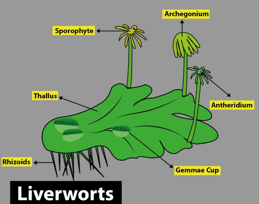 <ul><li><p>Nonvascular</p></li><li><p>Gametophytes are a flattened leathery structure —- thallus</p></li></ul><p></p>