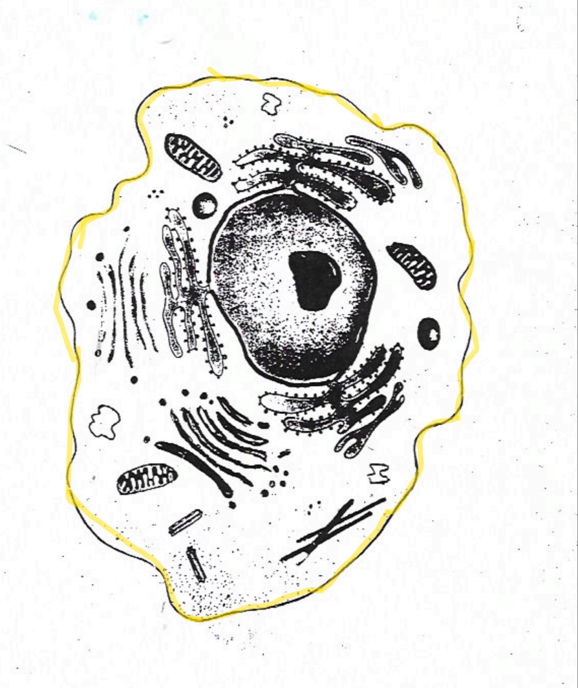 <p>what is this part of the cell? (yellow)</p>