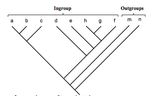 a group of organisms not belonging to the group whose evolutionary relationships are being investigated. must be included in a phylogeny. They have all plesiomorphic traits