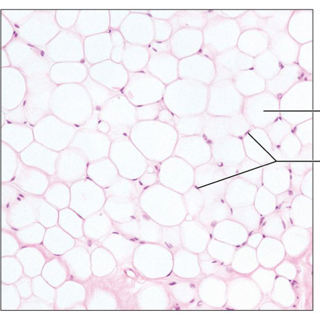 <p>What tissue is this?</p>