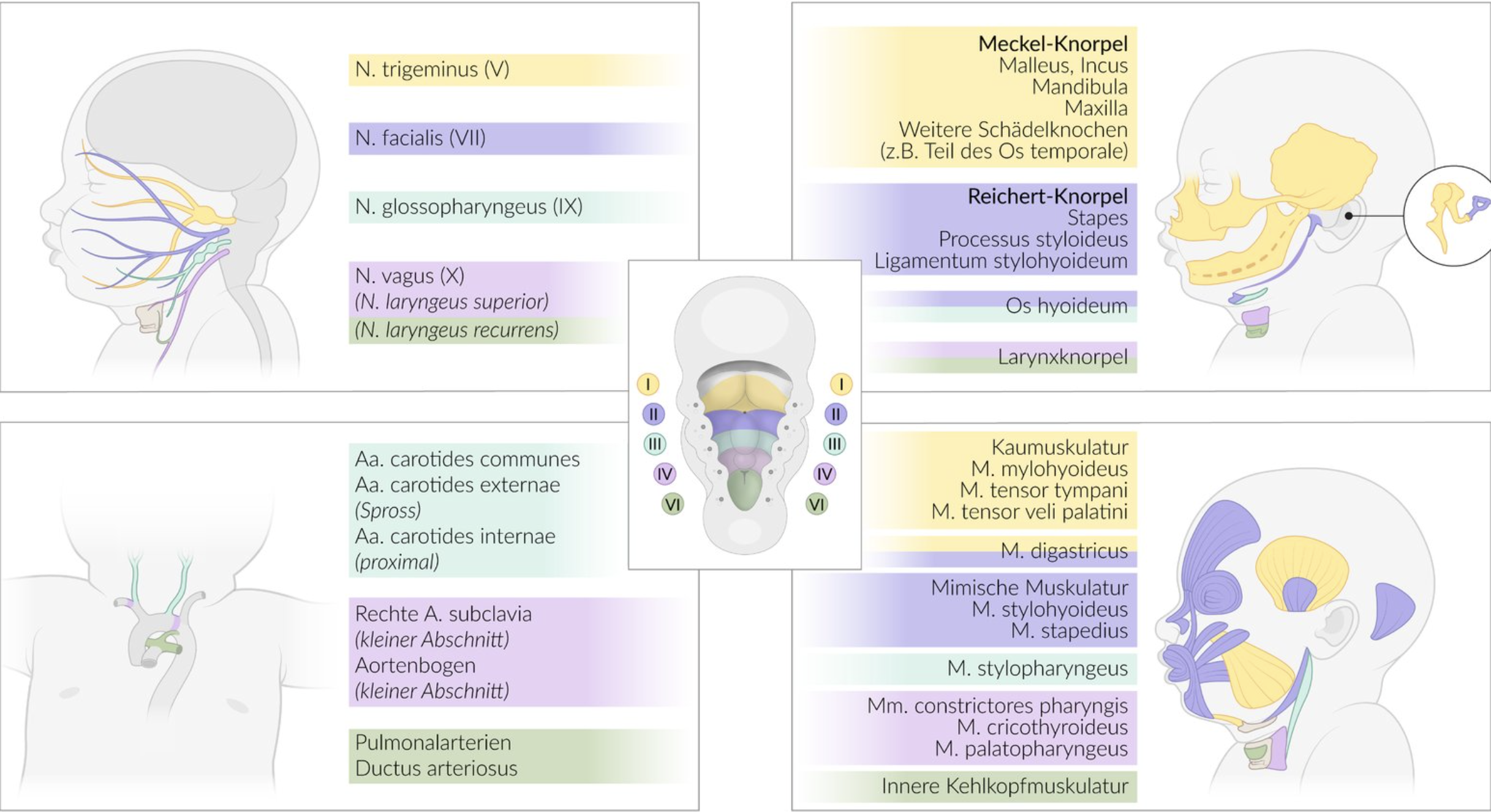 <p>D. Incus (anvil bone in the middle ear)</p>