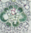 <p>Cells in C4 plants that receive the 4-carbon molecule and drop off CO2 for the Calvin Cycle.</p>