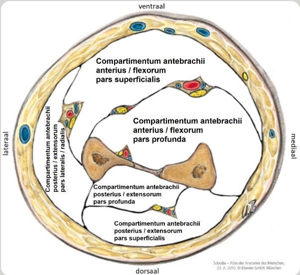 <ul><li><p>compartimentum antebrachii anterius pars superficialis</p></li><li><p>compartimentum antebrachii anterius pars profunda</p></li></ul><p></p>