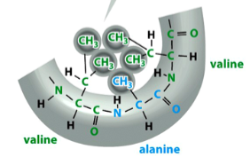 <p>a type of non-covalent interaction</p><p>weak interactions between adjacent electrically neutral molecules caused by the attraction of electron-rich regions of one chemical group (e.g. the C in methyl) and electron-poor regions of another (e.g. the Hs in methyl)</p><p>depicted in green</p>