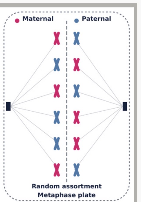<ol><li><p>Equator. 2.random. 3.spindle fibres. 4.attached. 5.homologous. 6. 2*23</p></li></ol><p>7.sperm 8.egg 9.independently</p><ol start="10"><li><p>Random</p></li></ol><p></p>