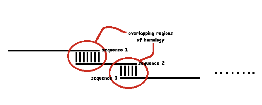 <ul><li><p class="Paragraph SCXO133981863 BCX4" style="text-align: left;"><span style="background-color: inherit; line-height: 19.55px; color: windowtext;"><span>Do reaction so that fragmentation only happens at certain sites</span></span><span style="line-height: 19.55px; color: windowtext;"><span>&nbsp;</span></span></p></li><li><p class="Paragraph SCXO133981863 BCX4" style="text-align: left;"><span style="background-color: inherit; line-height: 19.55px; color: windowtext;"><span>Add restriction endonuclease at smaller concentrations&nbsp;</span></span><span style="line-height: 19.55px; color: windowtext;"><span>&nbsp;</span></span></p></li><li><p class="Paragraph SCXO133981863 BCX4" style="text-align: left;"><span style="background-color: inherit; line-height: 19.55px; color: windowtext;"><span>Random fragments</span></span><span style="line-height: 19.55px; color: windowtext;"><span>&nbsp;</span></span></p></li><li><p class="Paragraph SCXO133981863 BCX4" style="text-align: left;"><span style="background-color: inherit; line-height: 19.55px; color: windowtext;"><span>Overlap</span></span><span style="line-height: 19.55px; color: windowtext;"><span>&nbsp;</span></span></p></li><li><p class="Paragraph SCXO133981863 BCX4" style="text-align: left;"><span style="background-color: inherit; line-height: 19.55px; color: windowtext;"><span>And match overlapping ends (sequences of homology)</span></span><span style="line-height: 19.55px; color: windowtext;"><span>&nbsp;</span></span></p></li></ul><p></p>