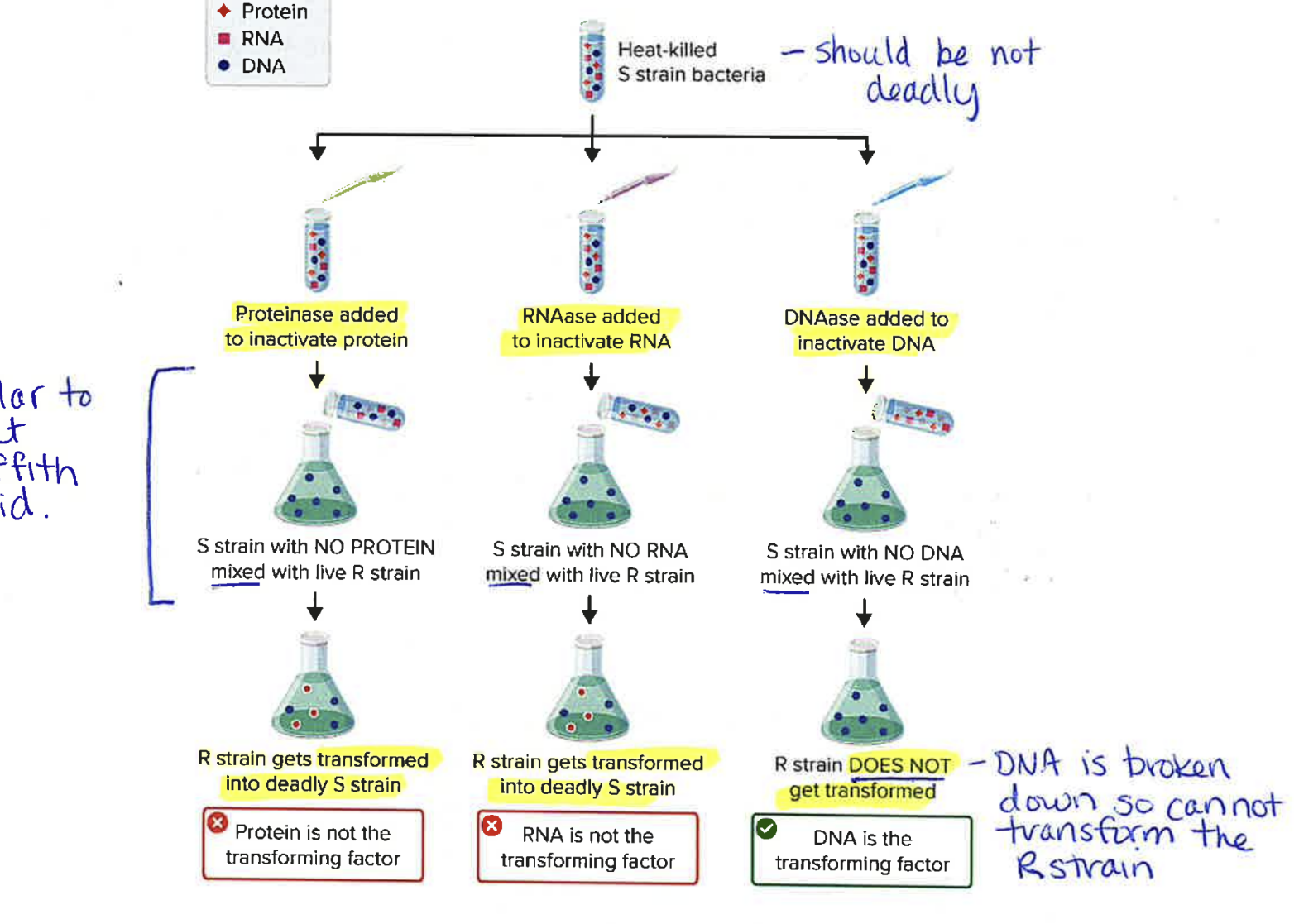 <p>Procedure:</p><ul><li><p>used proteases, RNAses, DNAses (enzymes that destroy, proteins, RNA, DNA)</p><ul><li><p>added to bacteria to inactivate the respective component </p></li><li><p>checked what happened when inactivated strains were mixed with live (unmodified strains) to see if some sort of modification happened </p></li></ul></li></ul><p>Significance:</p><ul><li><p>Built on Griffith’s methodology</p></li><li><p><strong>DNA IS THE TRANSFORMING FACTOR!!!</strong></p></li></ul><p></p>
