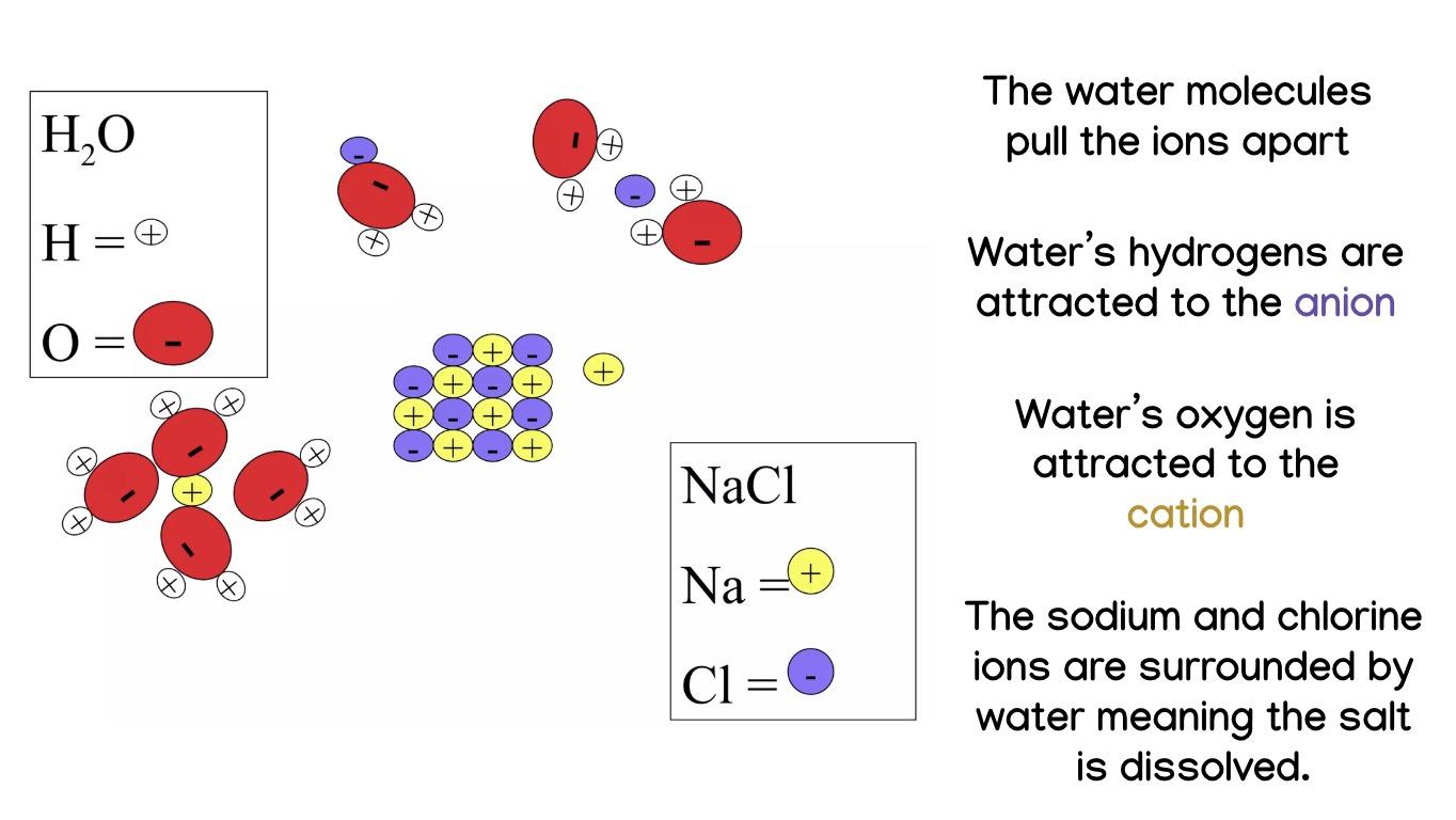 <p>The water molecules pull the ions apart because water's hydrogens are attracted to the anion and its oxygen is attracted to the cation</p>