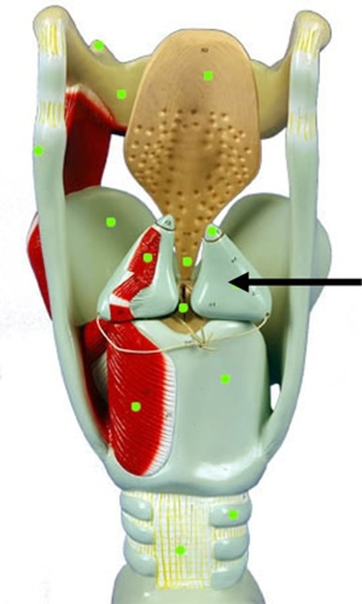 <p>small blue fangs on larynx model </p><ul><li><p>structure</p></li></ul><p></p>