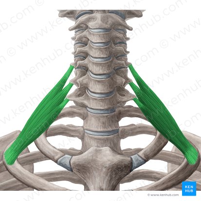 <p>Scalenus posterior insertion</p>