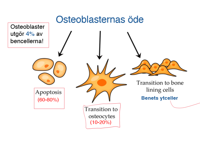 <ul><li><p>Apoptos-60-80%</p></li><li><p>övergång till osteocyter-10-20%</p></li><li><p>Lining cells-inaktiva osteoblaster, kan återaktiveras vid behov</p></li></ul><p></p>