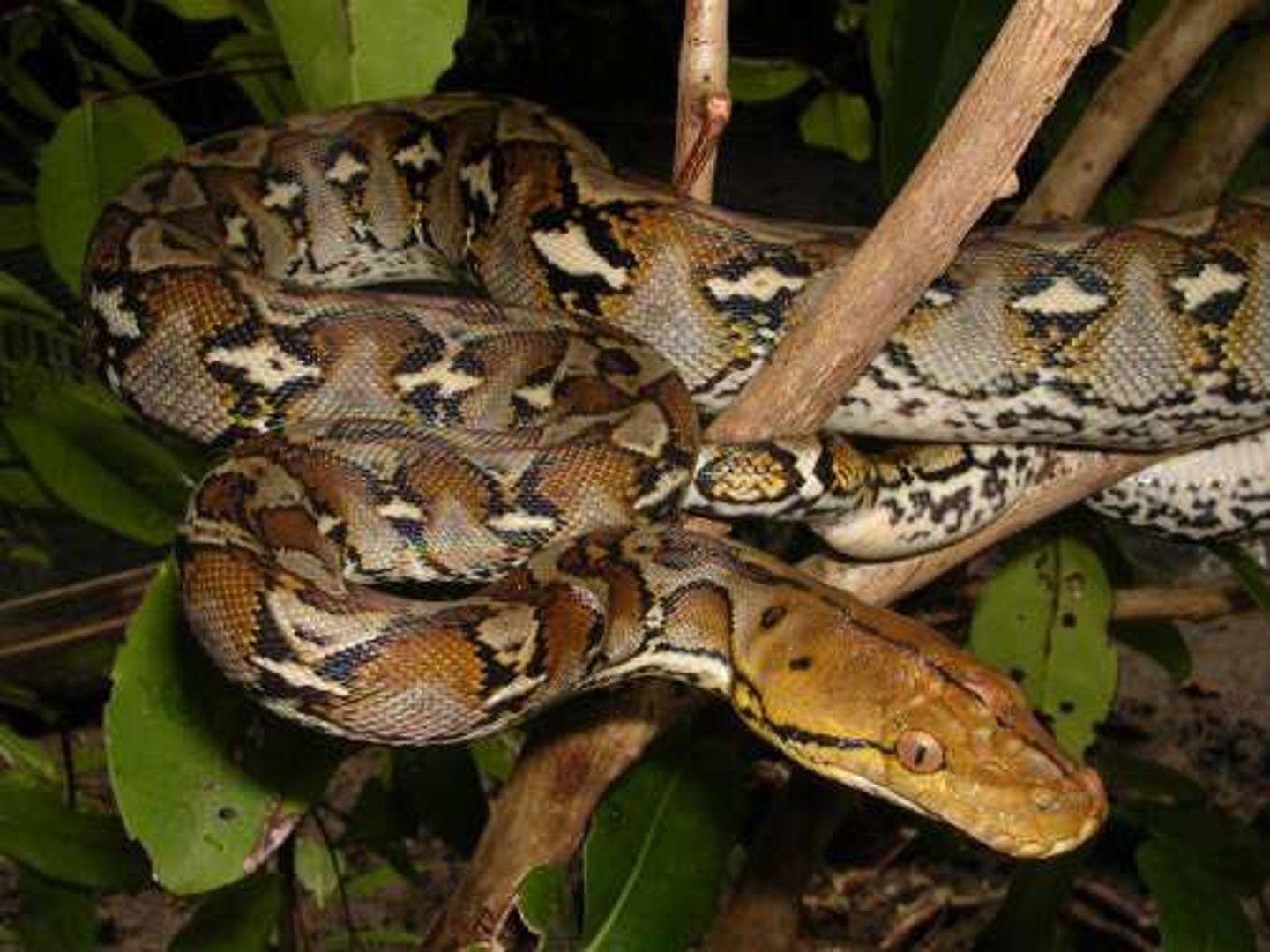 <p>Pythons</p>