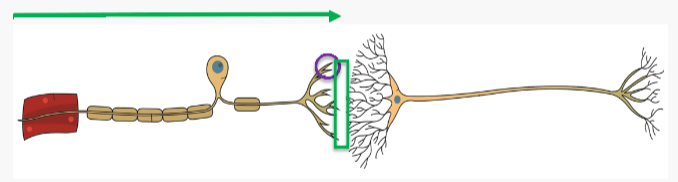 <ul><li><p>At the end of the neuron are the synaptic vesicles which contain neurotransmitters</p></li></ul>