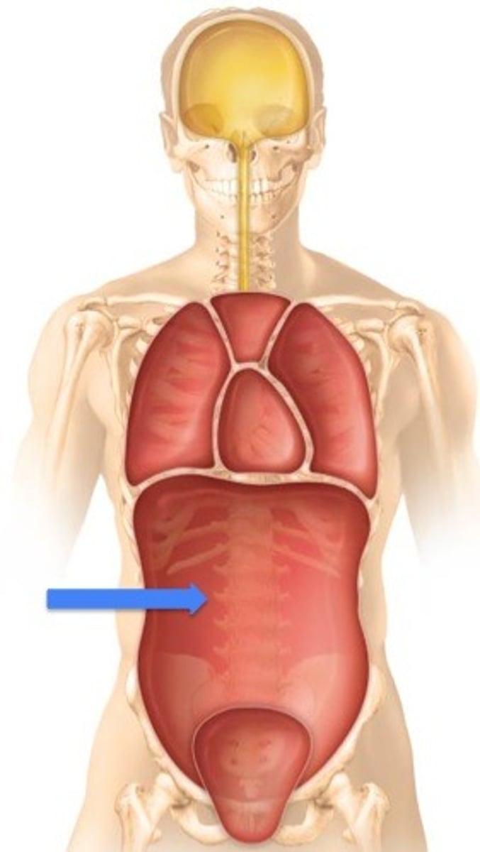 <p>Label the cavity in which the arrow is pointing.</p>