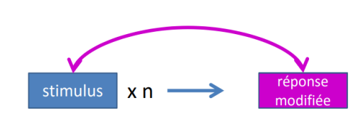 <p>est à la base de l’apprentissage des conduites motrices et des savoir-faire; C’est une prolongation du conditionnment classique :</p><p>✓ Conduire une voiture,</p><p>✓ Faire du vélo,</p><p>✓ Jouer d’un instrument,</p><p>✓ Pratiquer un sport,</p><p>✓ Lacer ses chaussures,</p><p>✓ Marcher,</p><p>✓ …</p><p>Il s’agit du système le plus primitif de mémoire. Il y a des boucles cortico-sous corticales → Automatisation.</p><p>La mémoire procédurale est résistante au passage du temps et à la maladie (« le vélo, ça ne s’oublie pas ») cependant, il peut tout de même y avoir des troubles</p><p>on présente un stimulus une fois => réponse maladroite</p><p>présente le stimulus n fois => réponse modifiée </p>