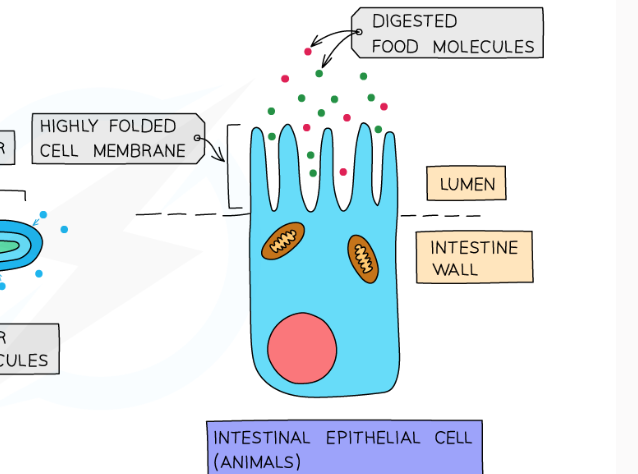 <p>-the alveoli and kings for gas exchange </p><p>-the small intestine and villi for absorption of digested food</p>