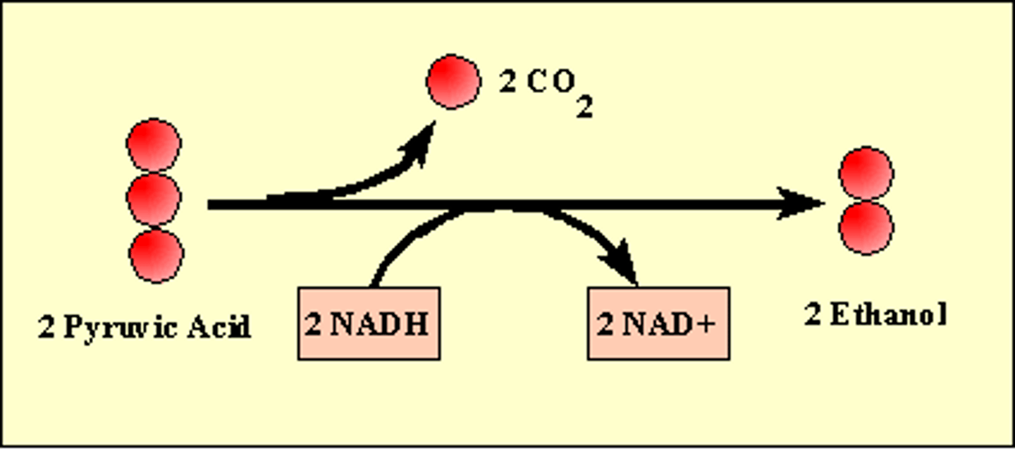 <p>Pyruvate is converted to ethanol in 2 steps;</p><p>- CO2 is released from pyruvate</p><p>- NAD+ and ethanol is produced</p><p>Used in brewing, winemaking, and baking (yeast)</p>