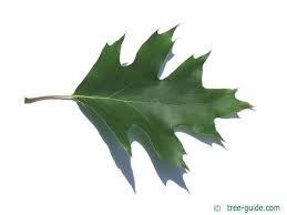 <p><em>Quercus rubra</em></p>