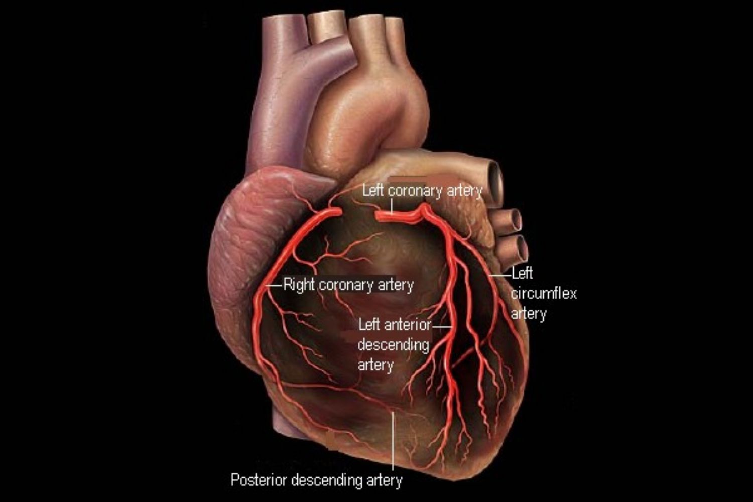 <p>What arteries are pictured?</p>