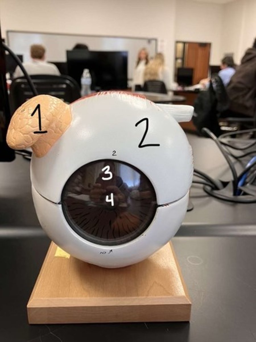 <p>According to the model, what does #1 represent?</p>