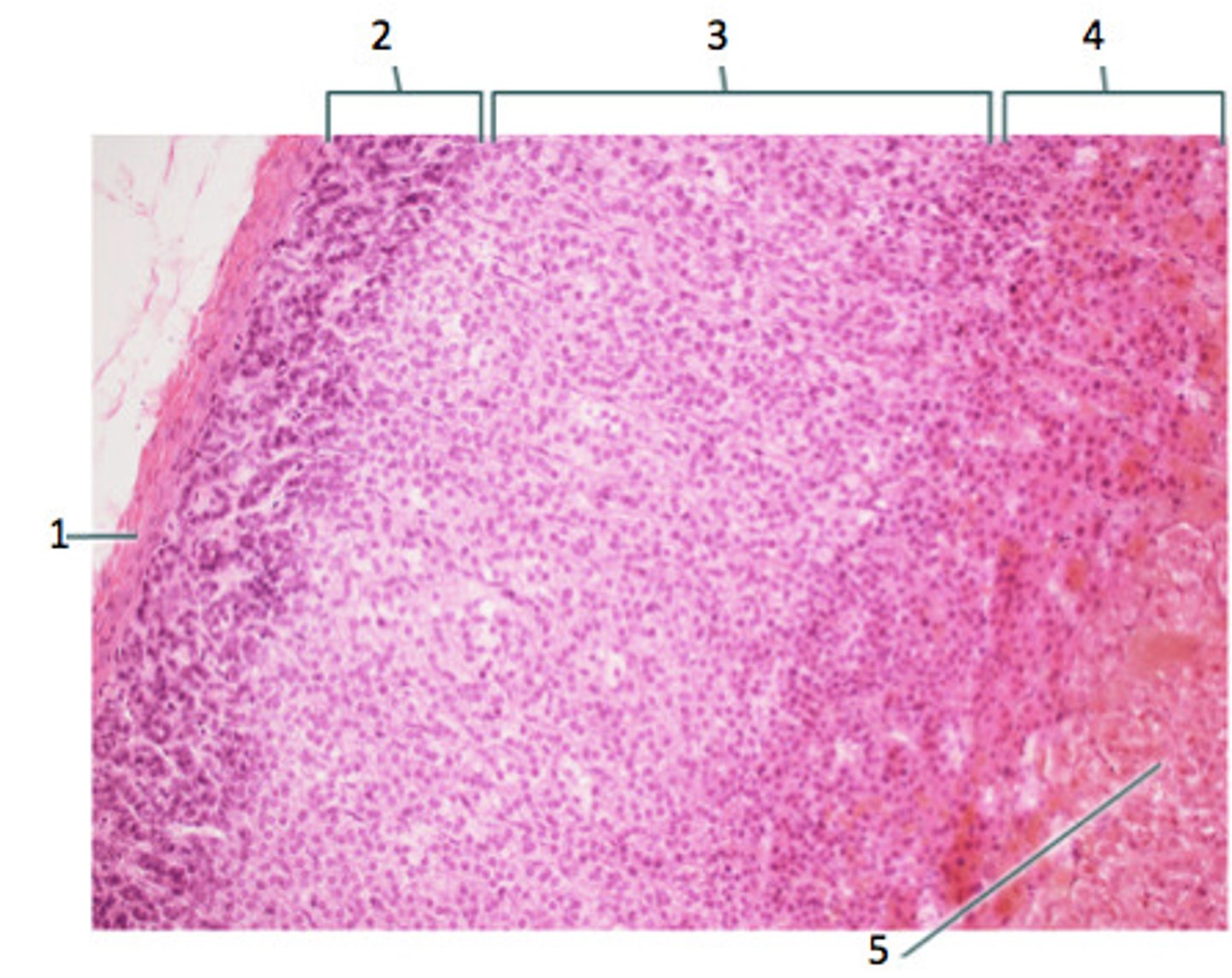 <p>How does the Zona Glomerulosa (2) appear and what does it secrete?</p>