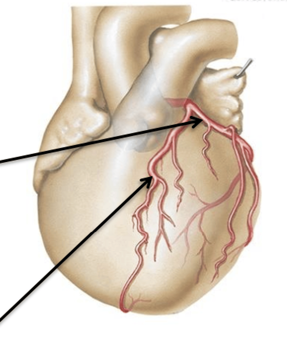 <p>What 2 structures does Left Coronary Artery give off?</p>