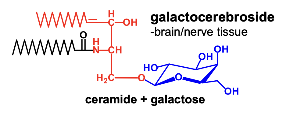 <p>galactocerebroside</p>