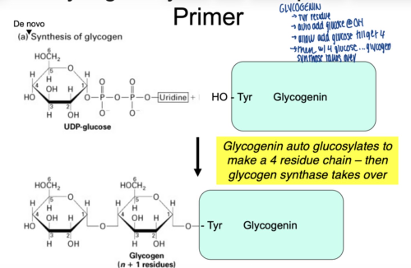 <p>- attached first glucose to a tyrosine residue</p><p>- builds a short chain (~4 residue chain</p><p>- glycogen synthase then takes over</p>