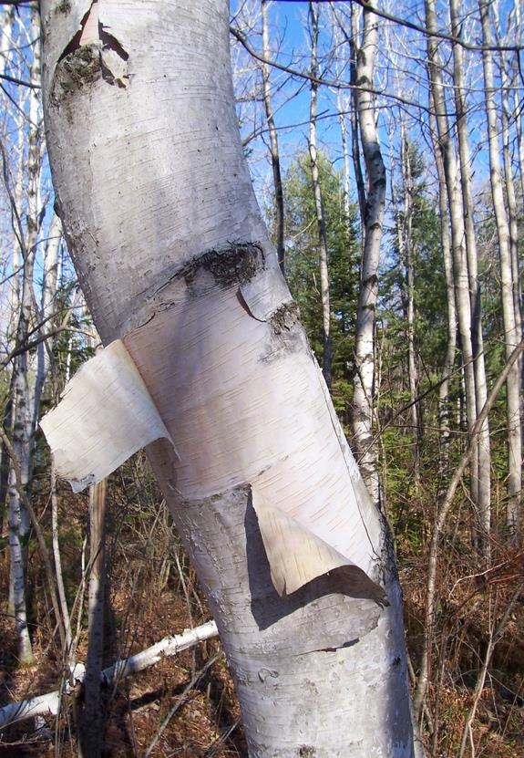 <p><em>Betula papyrifera</em></p>