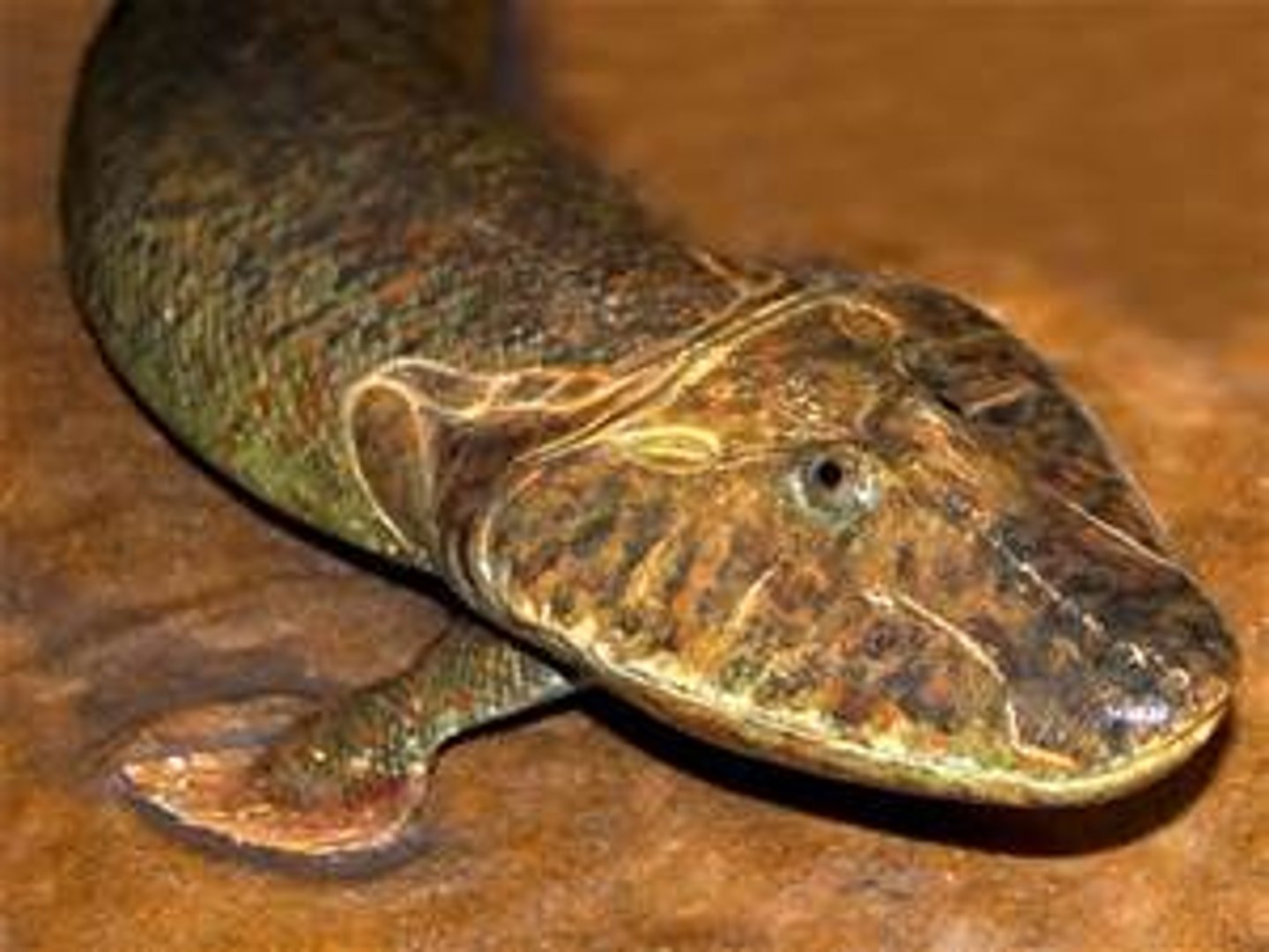<p>transitional fossil between fish and tetrapods</p>