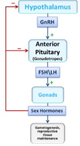 <ul><li><p>Produce estrogen and progesterone</p></li><li><p>Control: GnRH → FSH → Estrogen  and    GnRH → LH  →  Progesterone</p></li><li><p>Estrogen and progesterone both have effects on the uterus, promoting a healthy environment for gestation</p></li></ul>