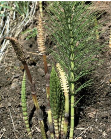 <p>Equisetum arvense</p>