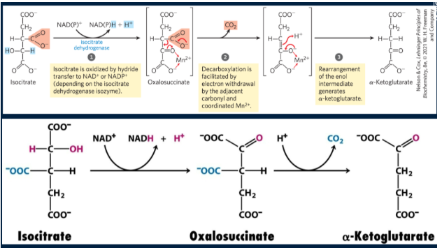 <p>isocitrate is oxidized/decarboxylated to alpha-ketoglutarate by isocitrate dehydrogenase. NADH and CO2 are produced. First, isocitrate is oxidized to oxalosuccinate, generating NADH. Next, oxalosuccinate is decarboxylated to alpha-ketoglutarate (alpha-KG) spontaneously. Rxn is irreversible</p><ul><li><p>CO2 lost did not originate from the acetyl-CoA that just entered the cycle</p></li></ul><p></p>