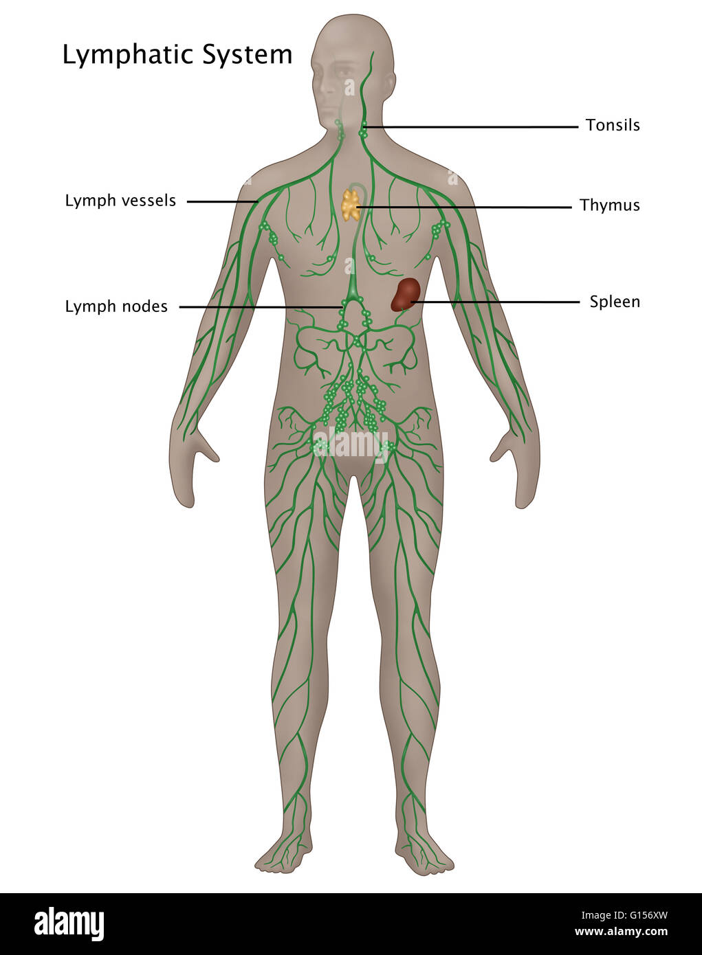 <p>The main function is defence against infections and diseases. The lymphoid system includes lymphocytes, lymph nodes, lymphatic vessels, <mark data-color="yellow" style="background-color: yellow; color: inherit">tonsils</mark>, spleen (mjälte) and <mark data-color="yellow" style="background-color: yellow; color: inherit">thymus</mark></p>