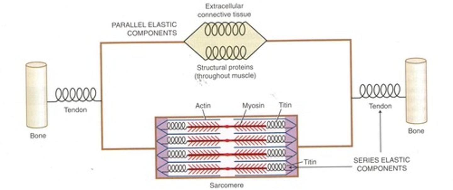 <p>It describes the elastic forces produced by non-contractile elements like extracellular connective tissue and tendons, which provide passive tension to muscles.</p>