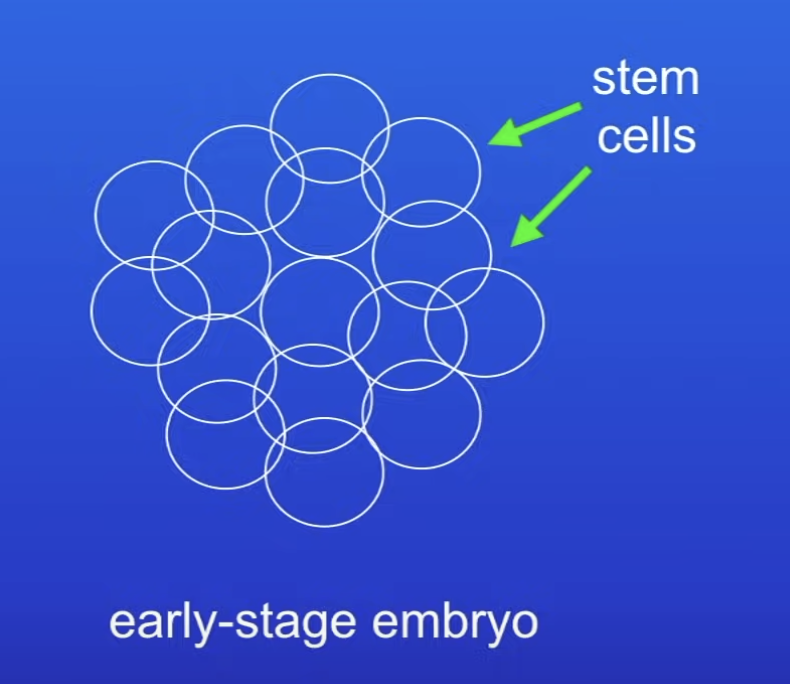 <p>Early stage embryo</p><ul><li><p>Cells are undifferentiated</p></li></ul>