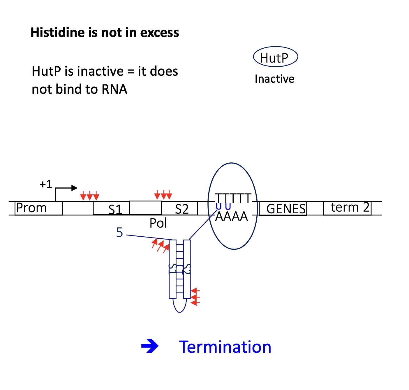 <p>HutP is inactive —&gt; doesn’t bind to RNA</p><p>termi ator stem loop structure is formed upstream of the U rich region </p><p>detachment of RNA pol&nbsp;</p><p>termination of transcription —&gt; no gene expressed</p>