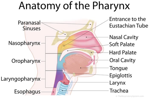 <p>Pharynx- connects the nose and mouth to the throat.  This is broken into several different areas.</p><p></p>