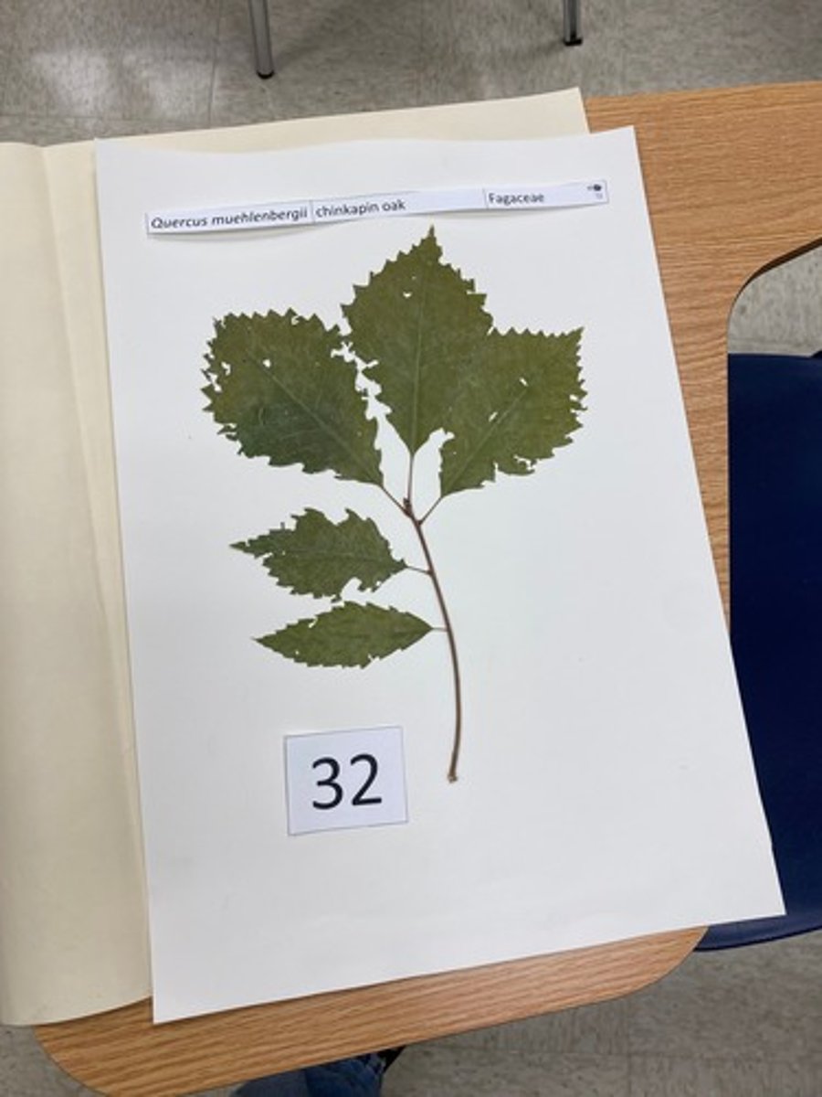 <p>Quercus muehlenbergii (Fagaceae)</p>