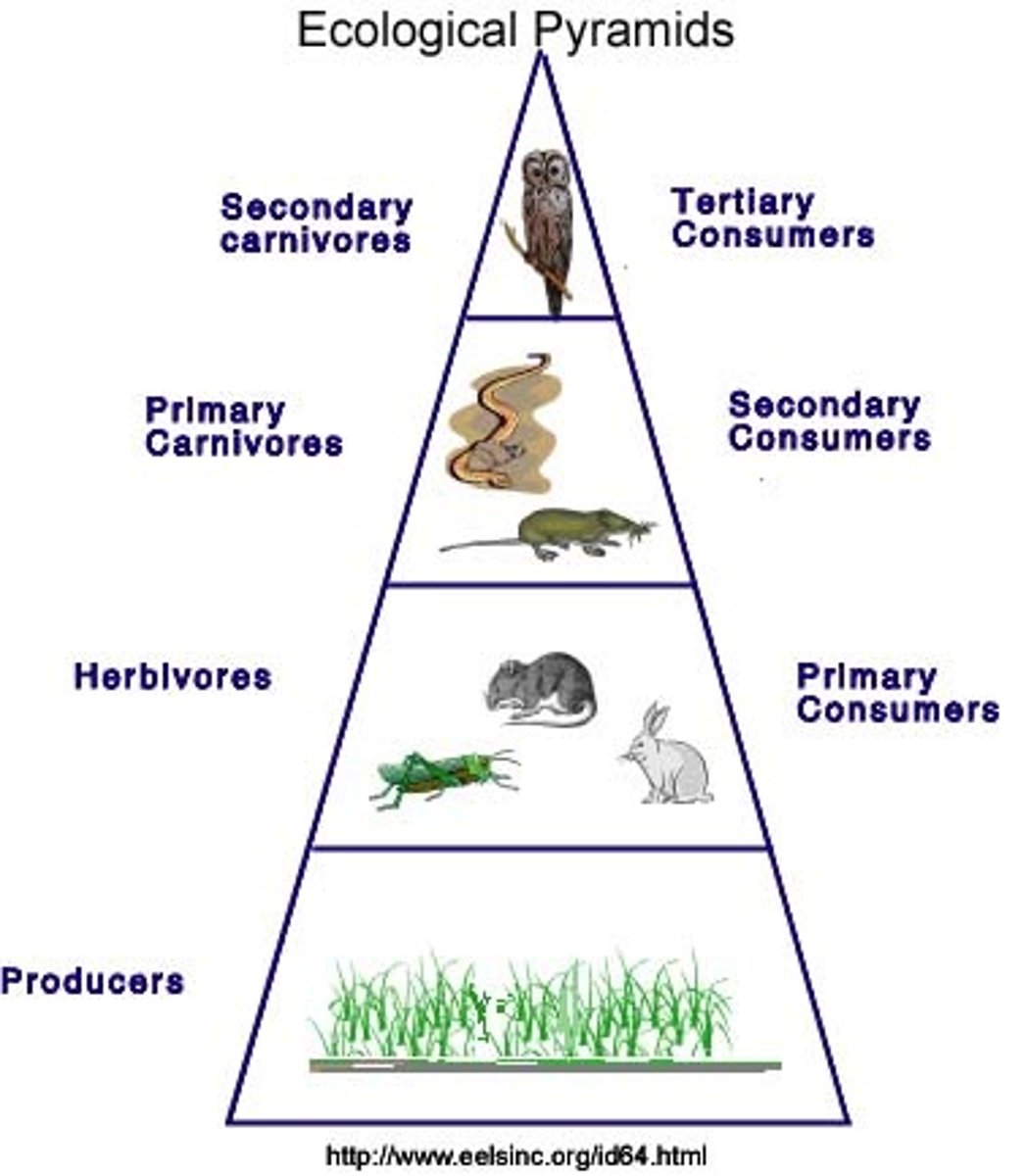 <p>A diagram that shows the relative amount of energy or matter contained within each trophic level in a given food chain or food web.</p>