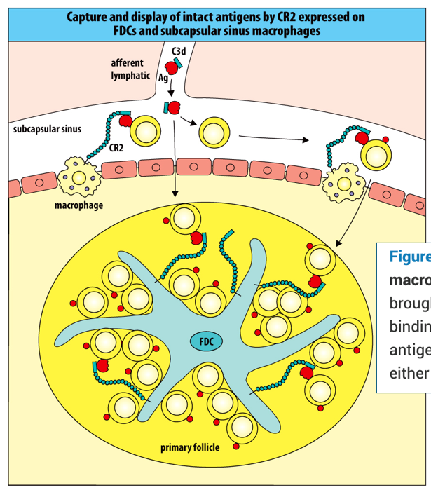 <p>Antigens tagged with C3d are brought to the lymph node from the infected tissue via the afferent lymph. By binding to C3d, CR2 on subcapsular sinus macrophages and FDCs tethers the antigen to the cell surface, where it can be screened by naive B cells arriving either from the blood via a high endothelial venule or in the afferent lymph.</p>