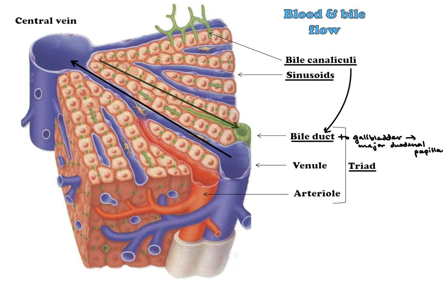 <p>Via bile canaliculi (surrounded by plasma membranes of two adjacent hepatocytes) —> hepatic ducts —> bile duct (cuboidal epitheliym) —> gallbladder —> major duodenal papilla</p>